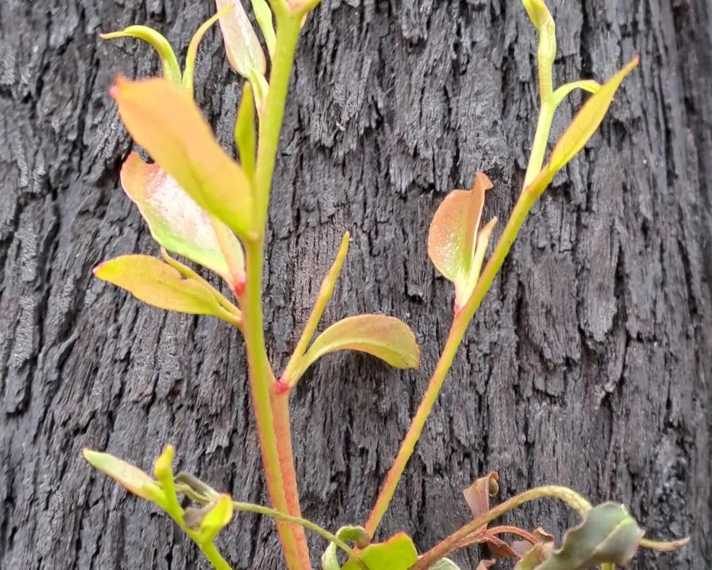 New leaves growing from the charred trunk of a eucalypt
